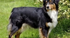 Каков вид на куче да избере: топ 10 од најпаметните раси